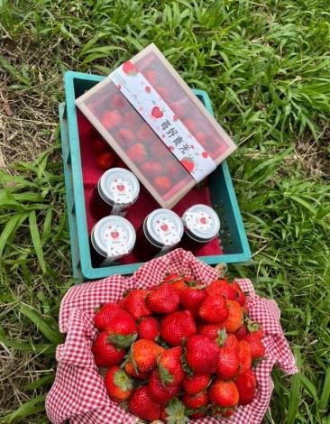 圖2.「昱禾樂生態有機農場」的草莓即將在5月進入採摘的尾聲，有興趣的民眾歡迎手刀採